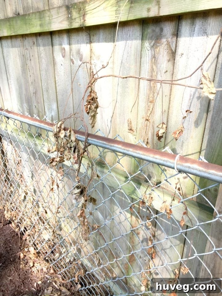 chain link fence with dead ivy