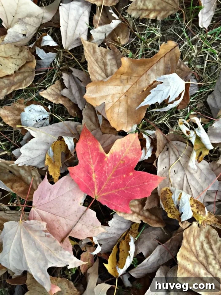 Autumn's Embrace: A Reflective First Day of Fall