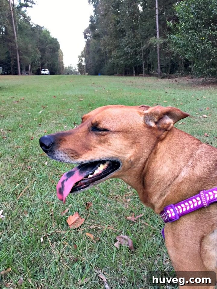 Charlie is exhausted after a weekend of farm adventures, a happy city dog enjoying the countryside for the first time.