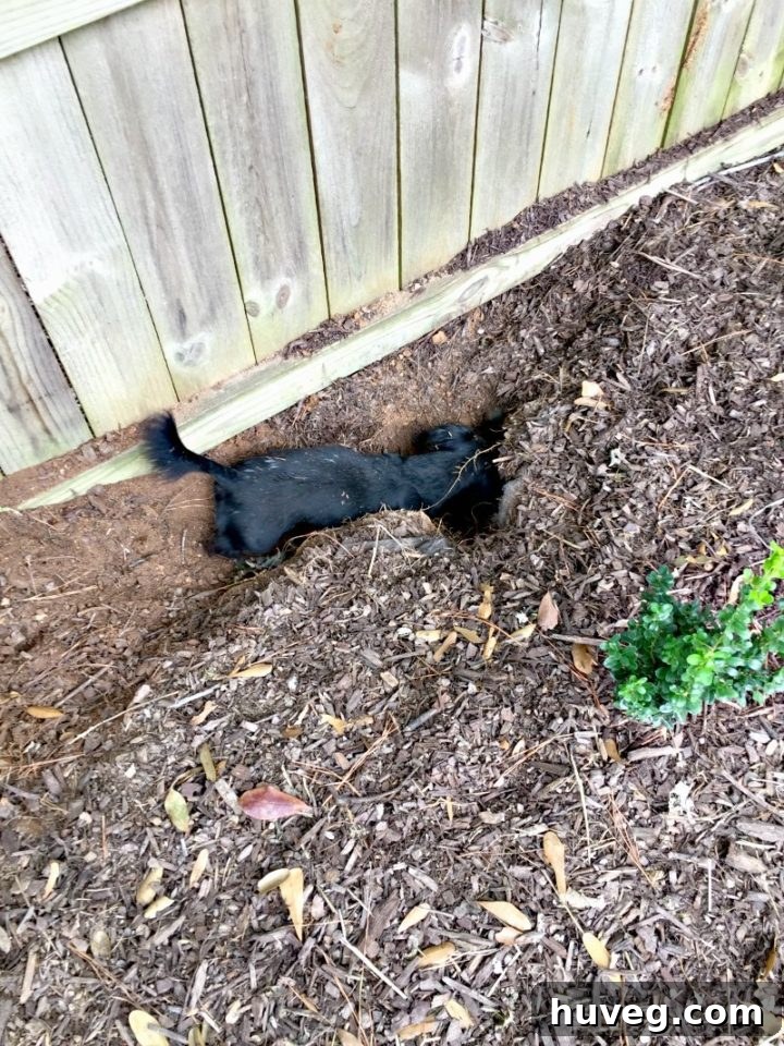Stella, a lively dog, digging in the hedge line, exploring her surroundings with enthusiasm.