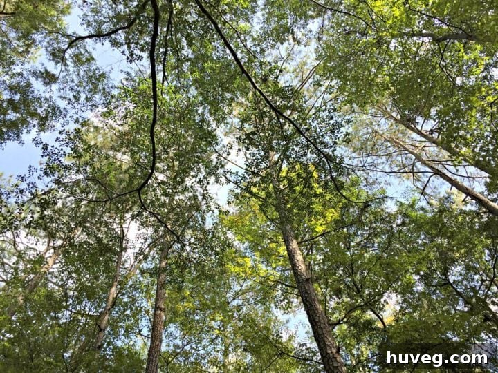 Tall trees in Americus, Georgia, ready for lumber and DIY projects.