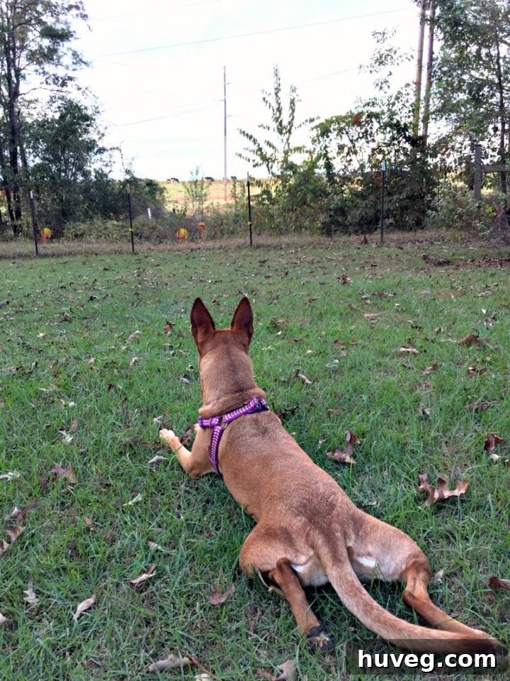 Charlie, the city dog, captivated and staring intently at cows in a distant field, experiencing farm life for the first time.