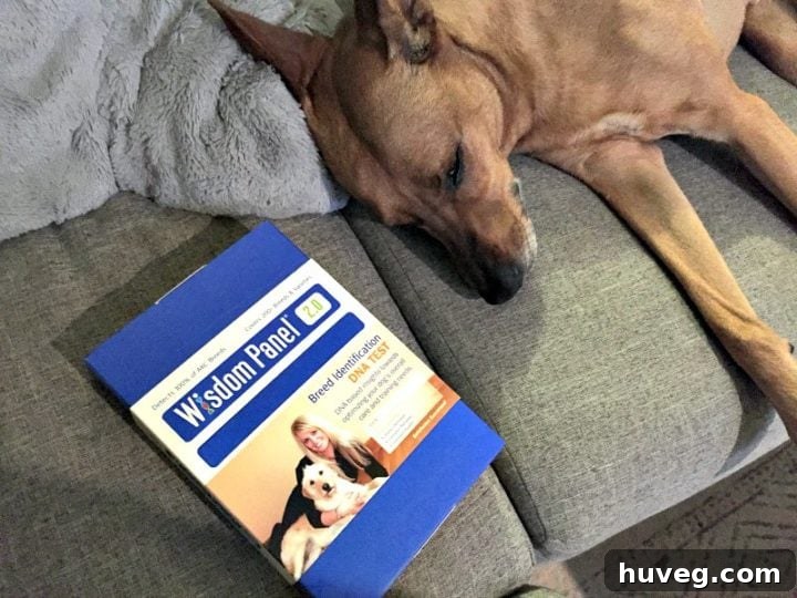 Dog DNA testing kit with collection swabs, ready to discover Charlie's breed mix.