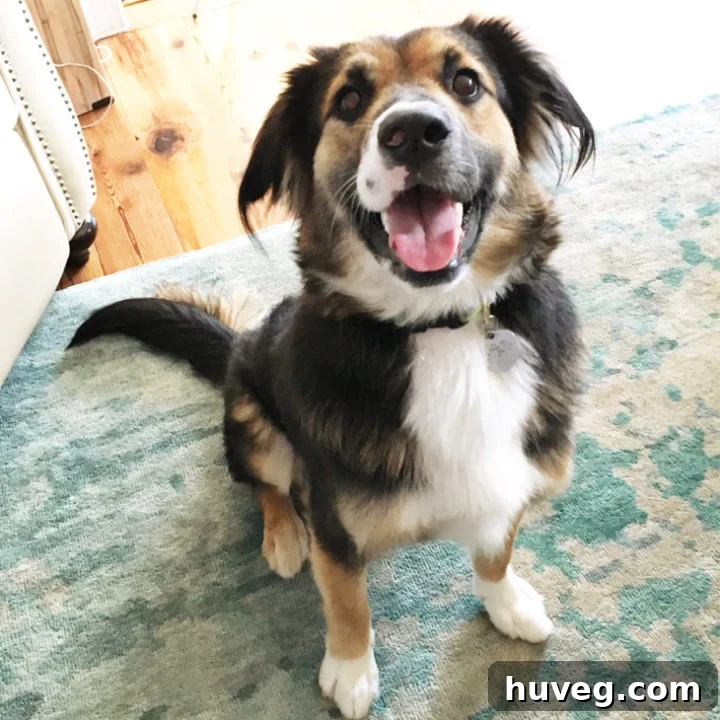 Adorable rescue dog, Bandit, captures hearts
