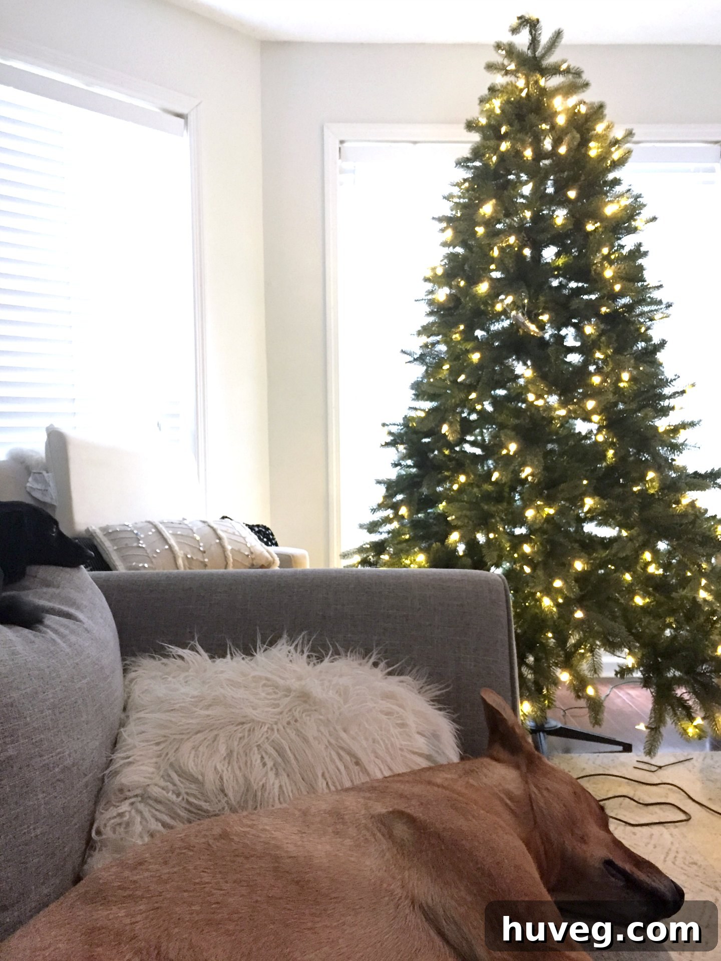 putting up Christmas tree already with dogs 'helping'