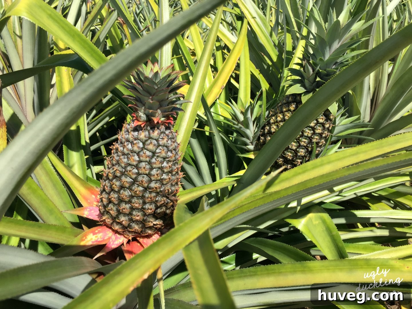organic pineapple farm - St Lucia