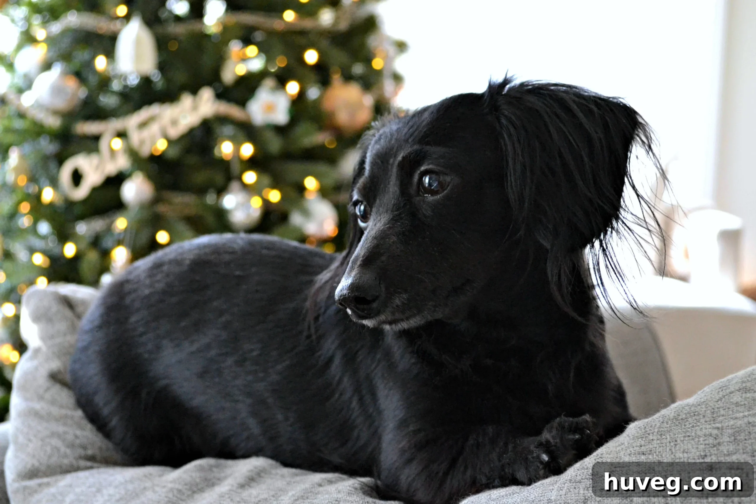 Stella the dog posing sweetly at Christmas with holiday decor in the background