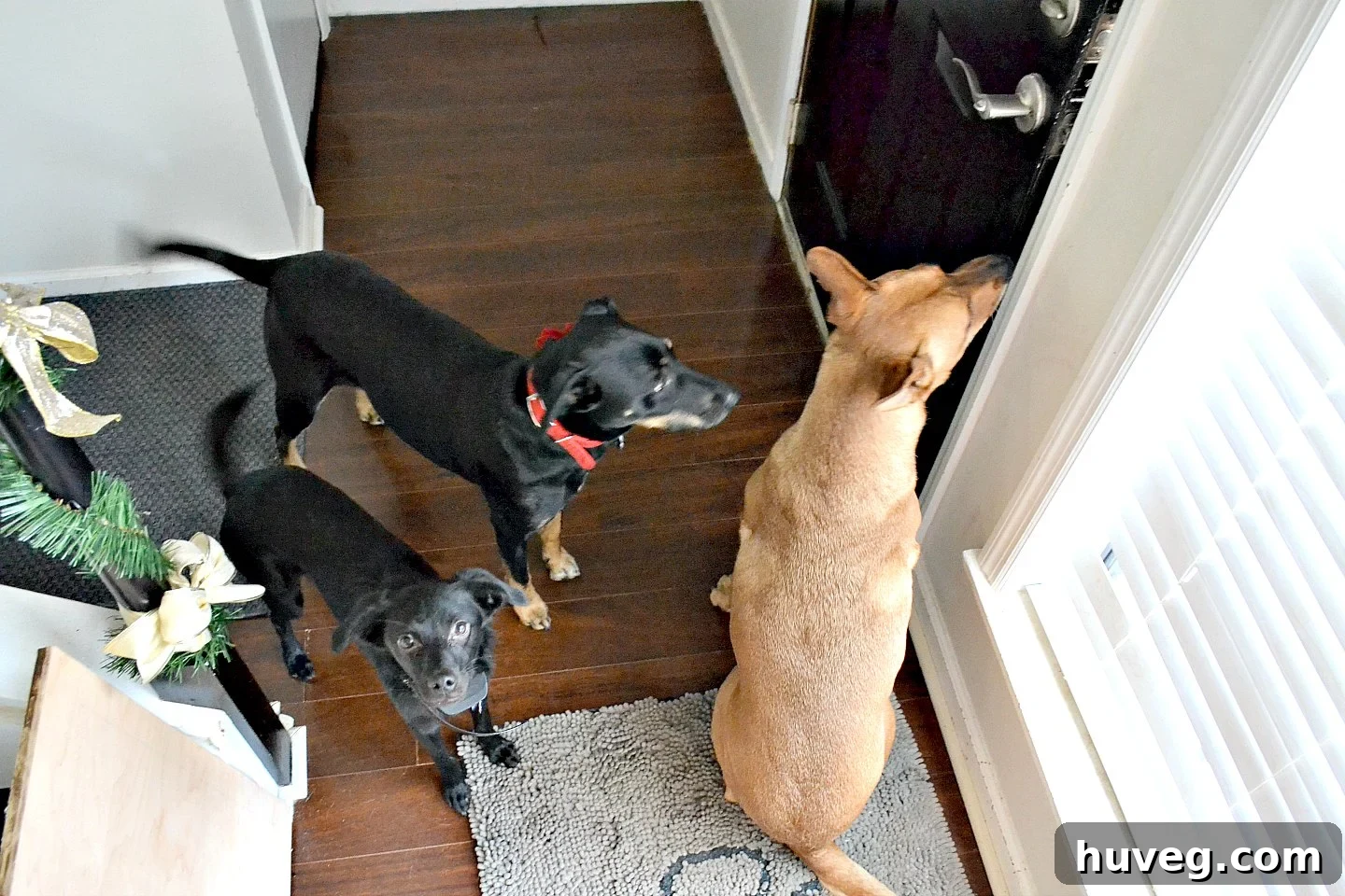 A lively scene with multiple dogs milling about the house, enjoying the Christmas gathering.
