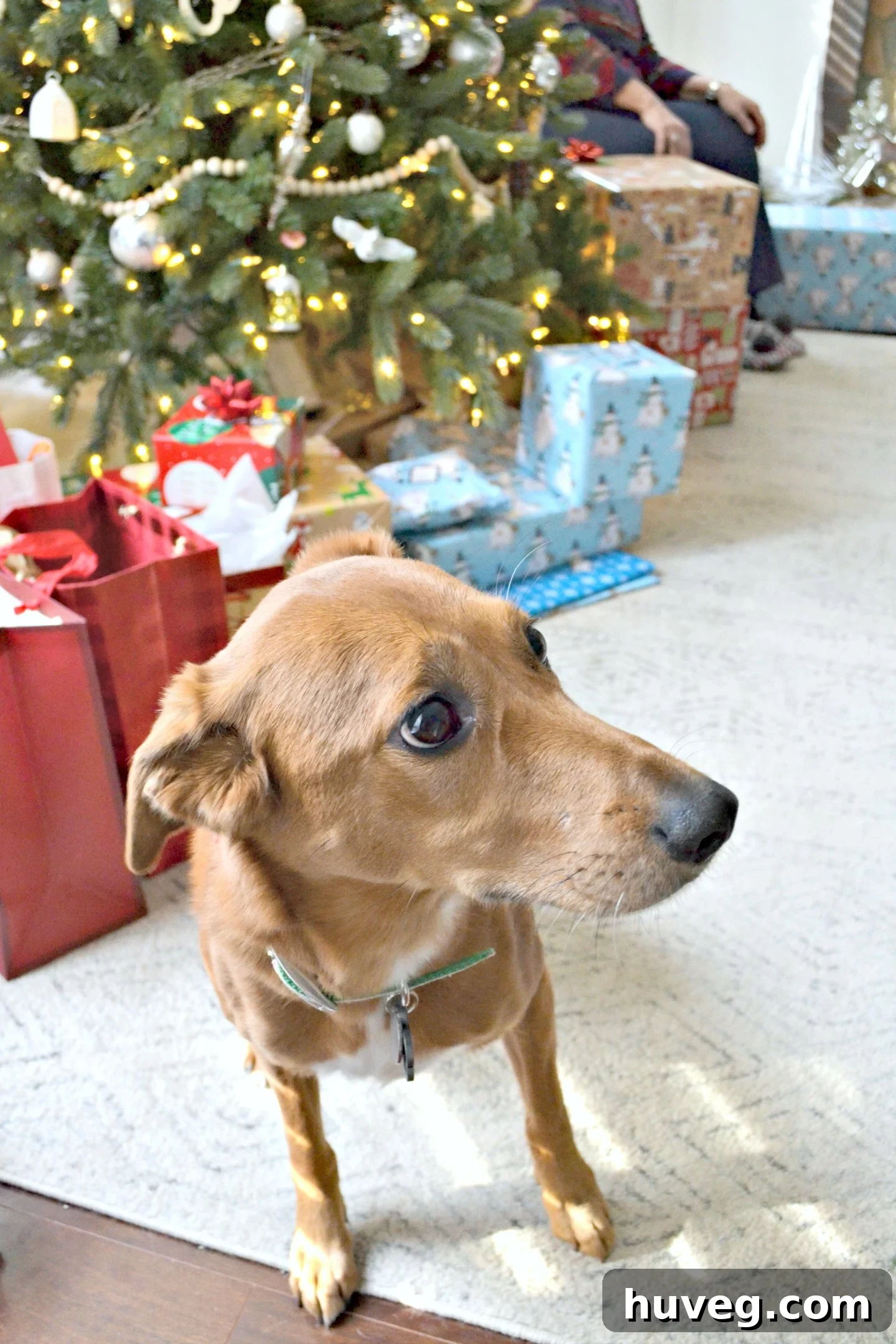 Lemon, a cautious and shy cat, peeks out from a hiding spot, perhaps a little overwhelmed by the festive dog chaos.
