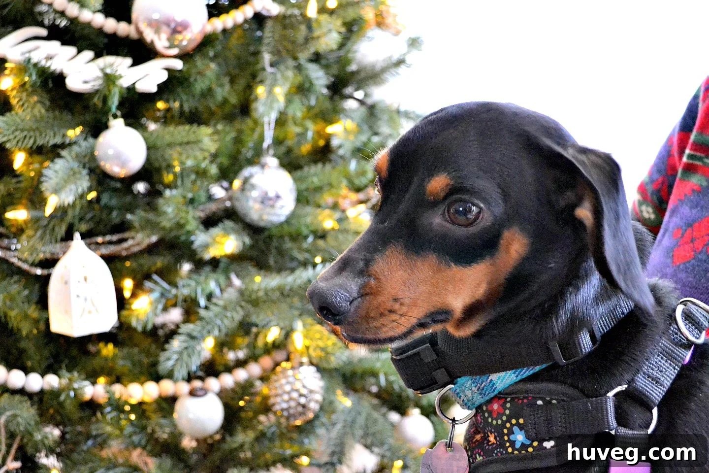 Buddy, a friendly dog, captured in a candid moment during the Christmas celebrations.