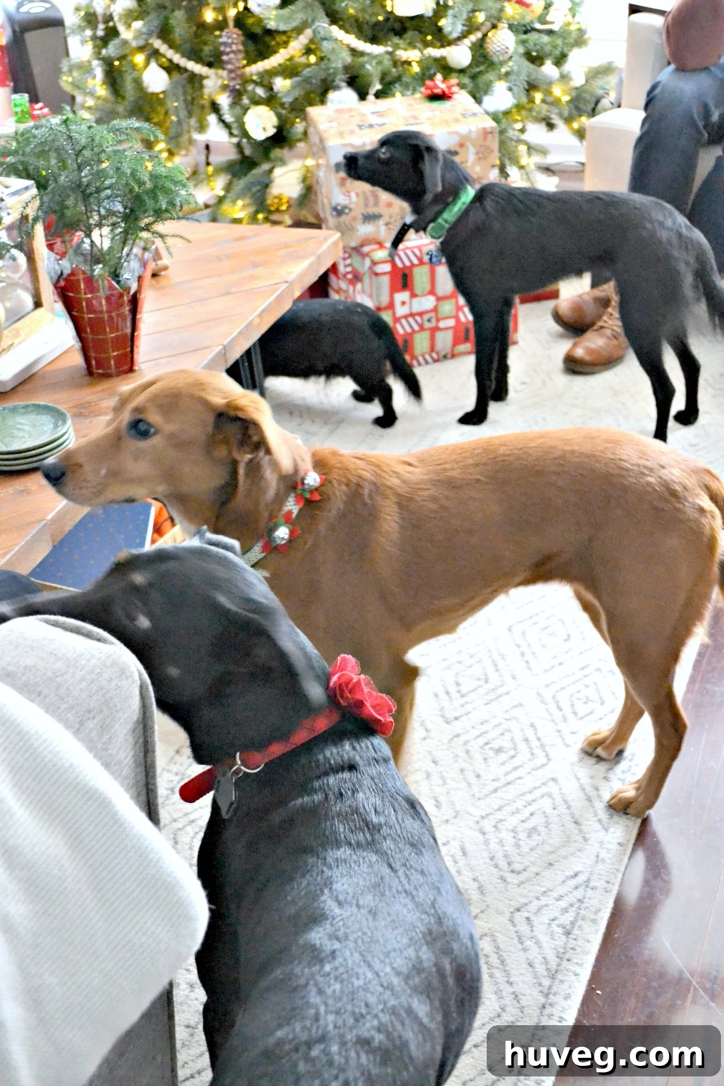 A group of dogs, including Lemon, Lana, and Dobby, creating a crowded but joyful scene in the living room.