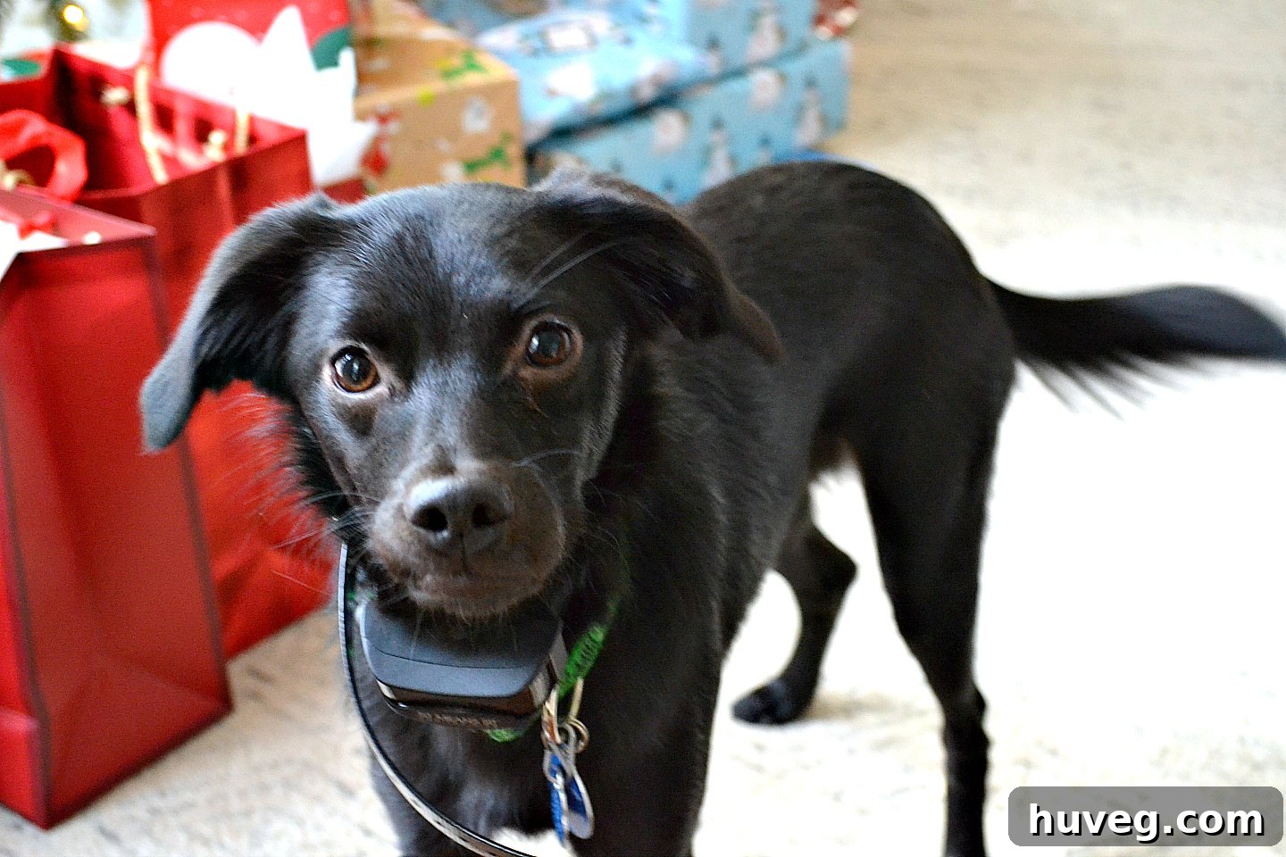 Dobby, the newest foster dog, looking adorable and striking a pose for the camera.