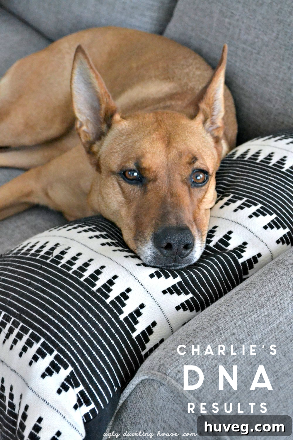 Charlie's DNA ancestry test results showing a beautiful mixed breed dog