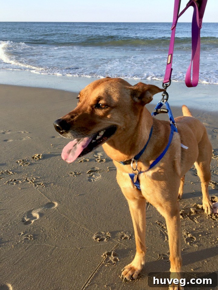 Charlie exploring the beach with curiosity and joy