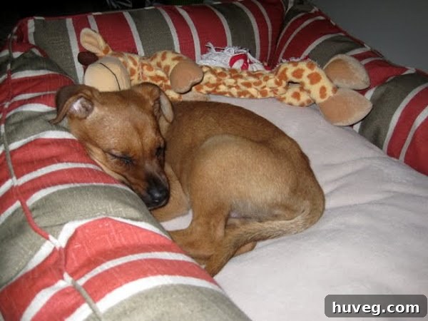 Charlie the dog sleeping peacefully, a beautiful mixed breed