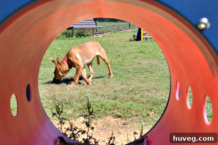 Charlie the dog enjoying agility tubes, showcasing her playful spirit