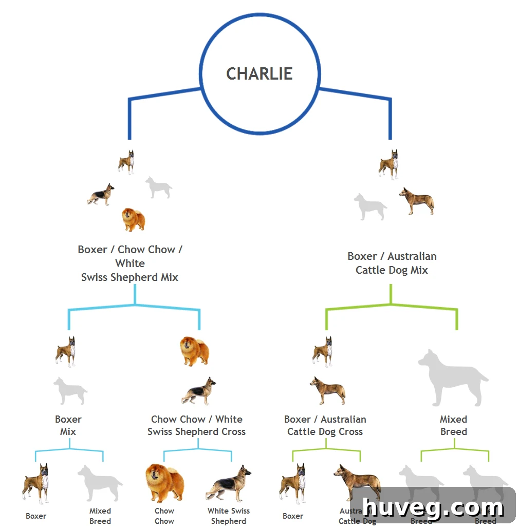 Comprehensive chart detailing Charlie's ancestral breeds and their proportions