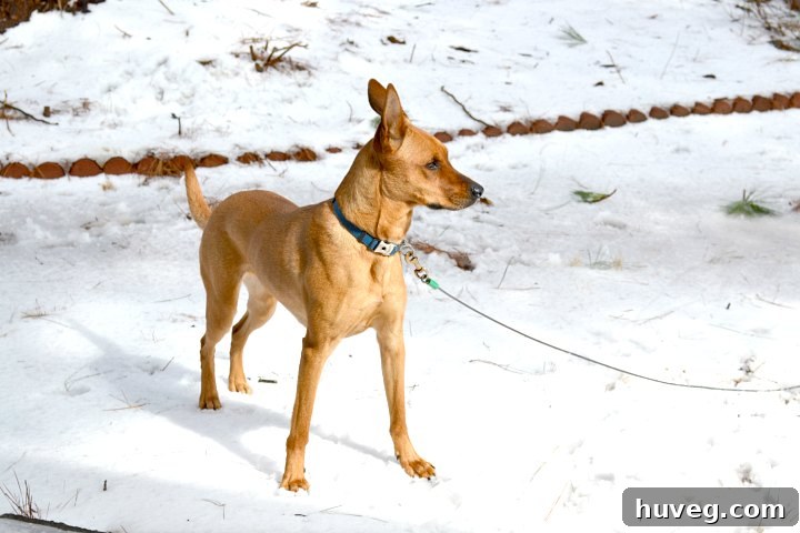 Charlie playing happily in the snow, a beautiful Boxer mix