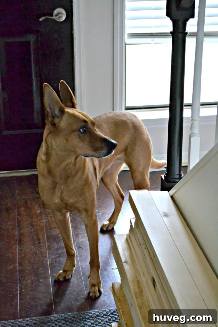 Charlie adjusting to chaos in the house