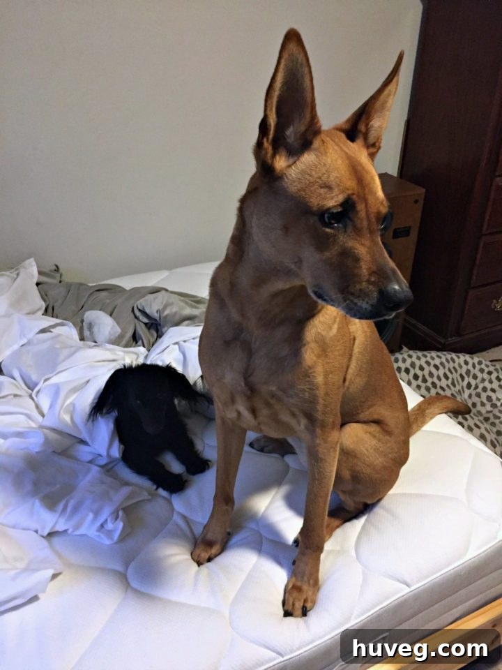 Charlie and Stella vying for space