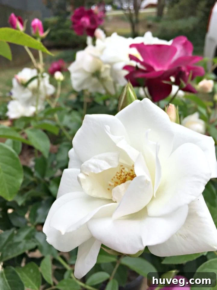 Close-up of vibrant white and burgundy Iceberg roses