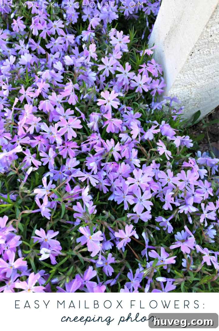 Creeping phlox are easy mailbox flowers, offering vibrant purple blooms and excellent ground cover for spring gardens.
