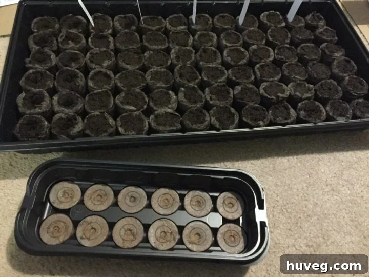 Starter seeds with Jiffy peat pods, illustrating the beginning stages of a new vegetable garden