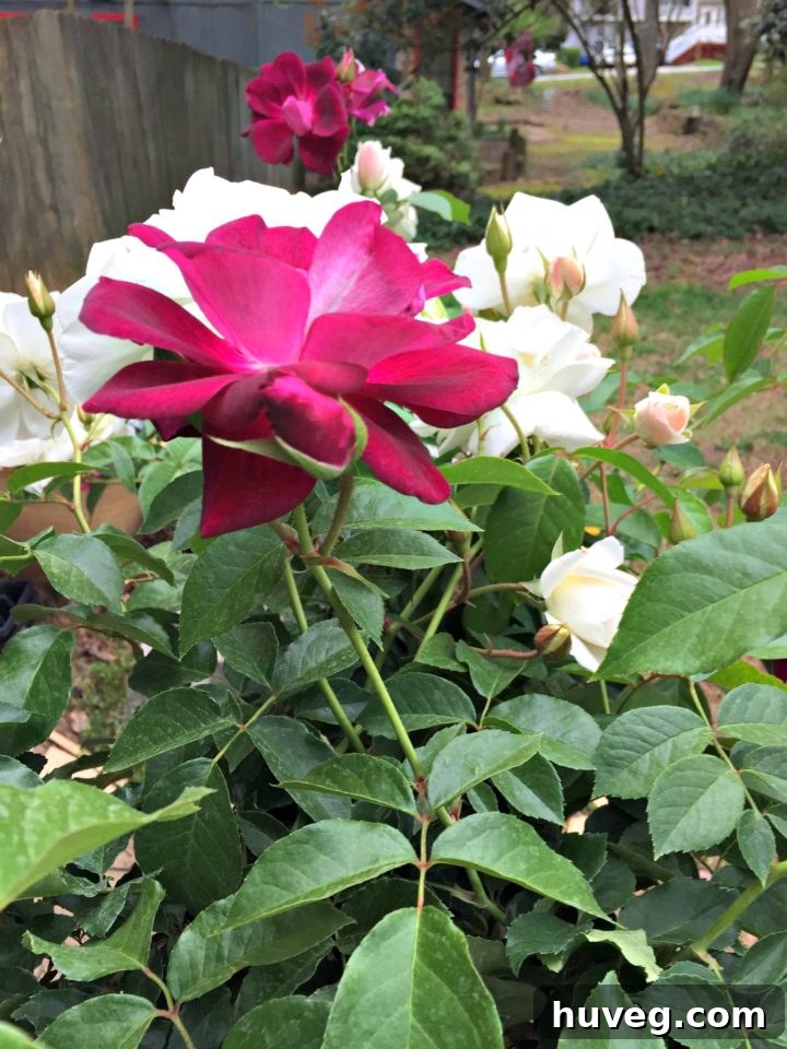 New roses for the side of the house, featuring 'Iceberg White' and 'Iceberg Burgundy' varieties in a single pot, ready for planting