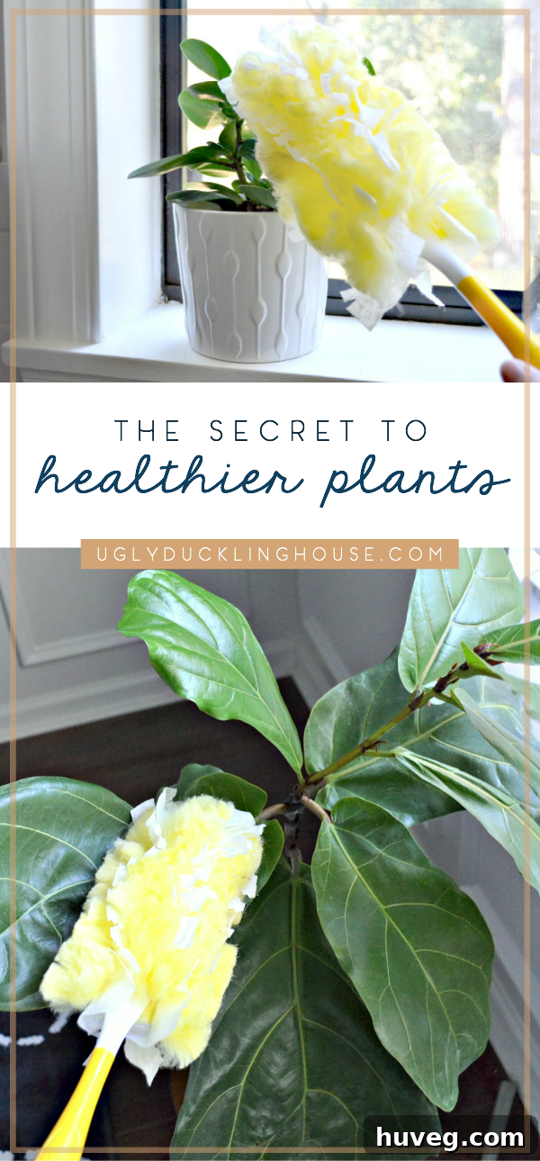 the secret to healthier houseplants and making leaves shine - clean them regularly