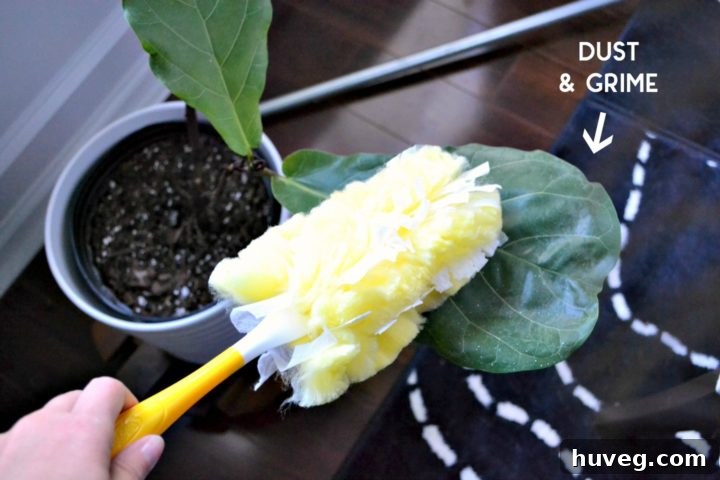 Swiffer helps clean off dust from indoor houseplants to keep them healthier