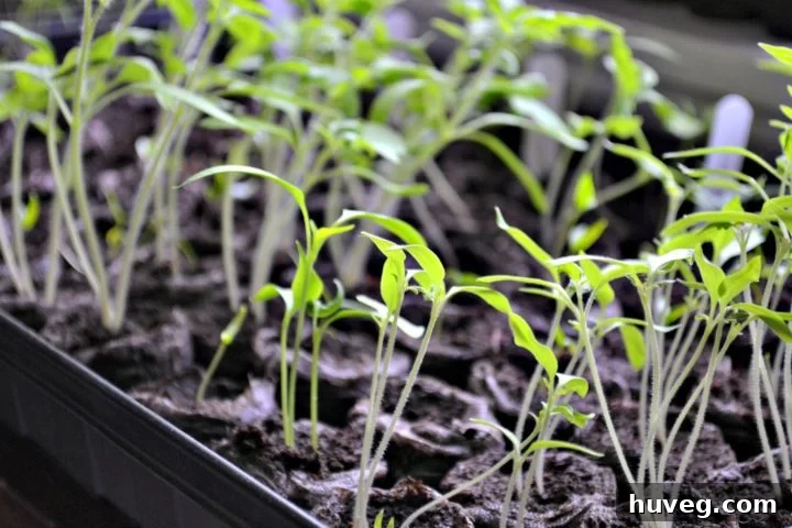 starter seedlings ready to be replanted