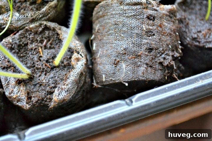 seed starter peat pellets with roots growing through the bottom
