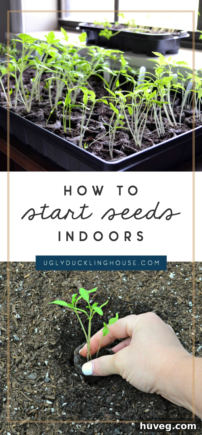 how to start seeds indoors - grow seedlings from greenhouse pellets