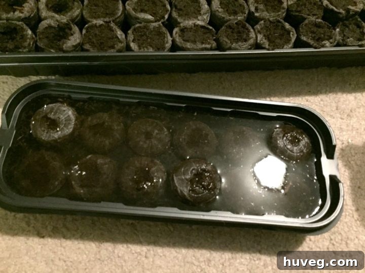 pouring into seedling starter tin