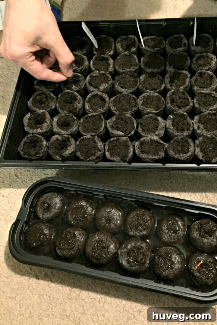 planting and labeling each seed in the jiffy greenhouse kit