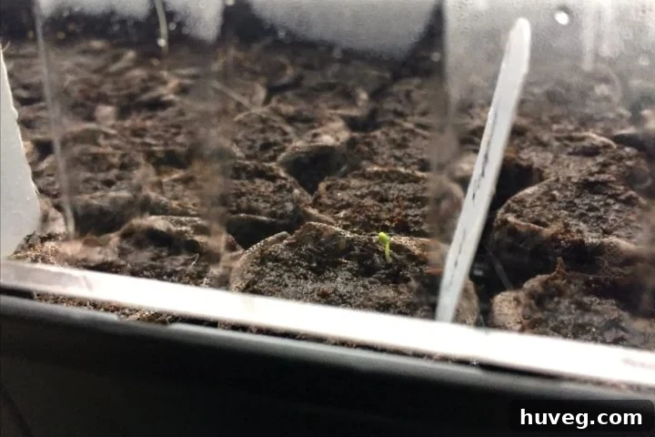 first seed sprouting in seedling starter bed
