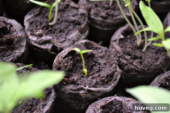 tiny seedlings peeking through the dirt