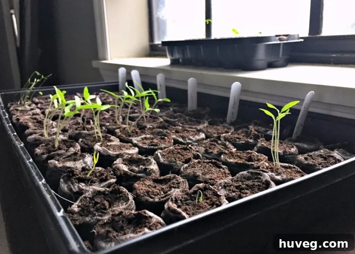 seedlings sprouting more out of starter kit