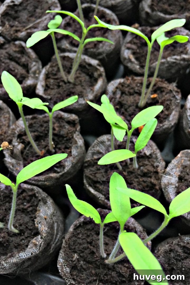 seedlings starting to grow