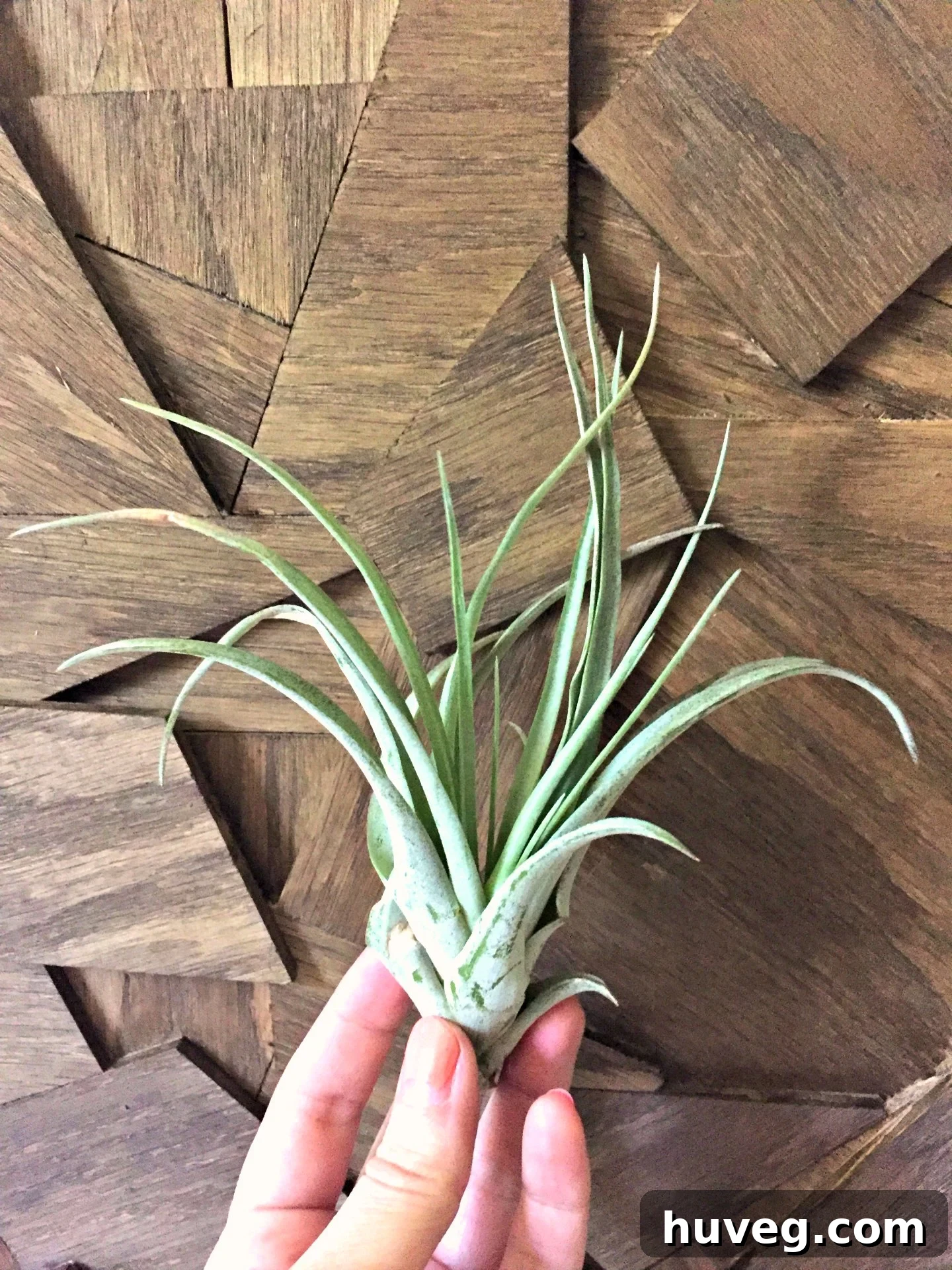 Holding an air plant against the stained wood fragments, I envisioned how this botanical artwork would beautifully coalesce into a living display.