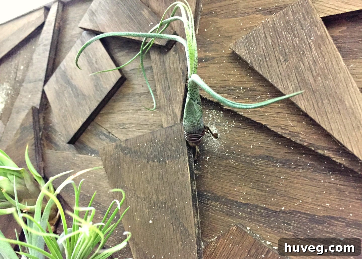 Each delicate air plant was meticulously held in its precise position by a carefully placed piece of fine wire.