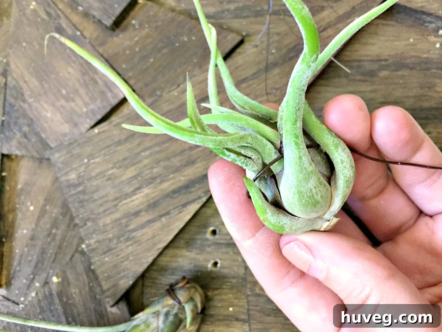 It is paramount to gently coil the wire around your air plants to prevent any breakage and preserve their delicate beauty.