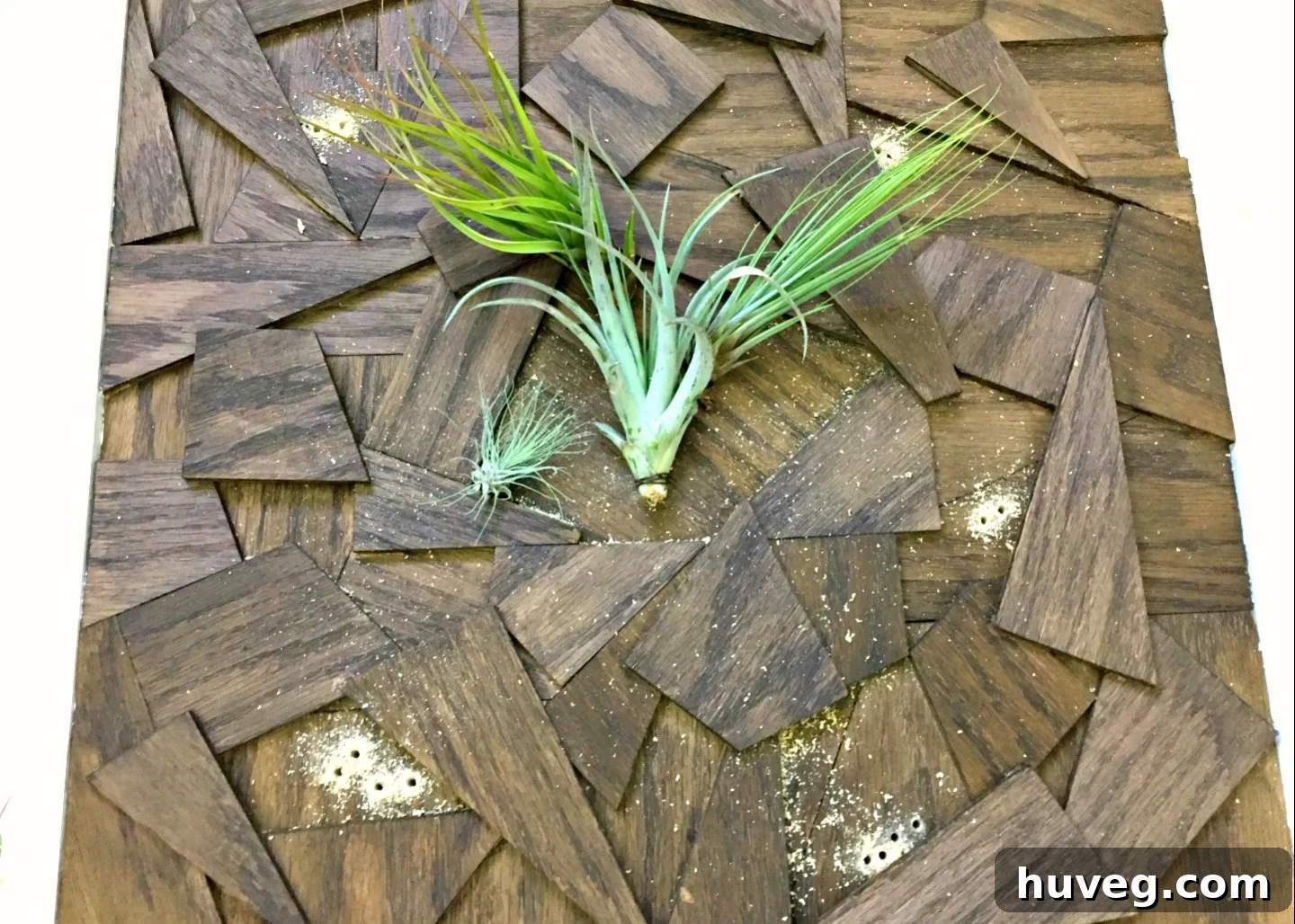 Here, the air plants are exquisitely arranged against the rich wooden background, each meticulously wrapped and poised for their final placement within the artwork.