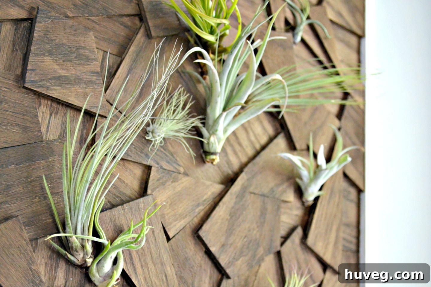 The charming collection of air plants looks absolutely magnificent in this effortlessly created DIY wall hanging, expertly crafted from repurposed wood.