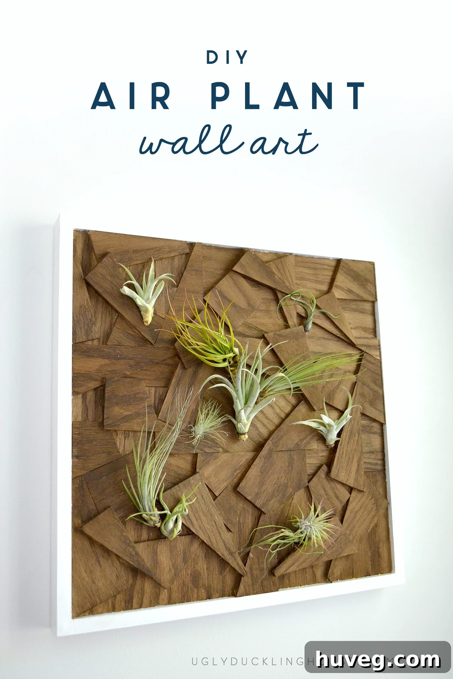 This contemporary DIY air plant artwork seamlessly complements nearly any interior decor style, adding a fresh, organic touch.