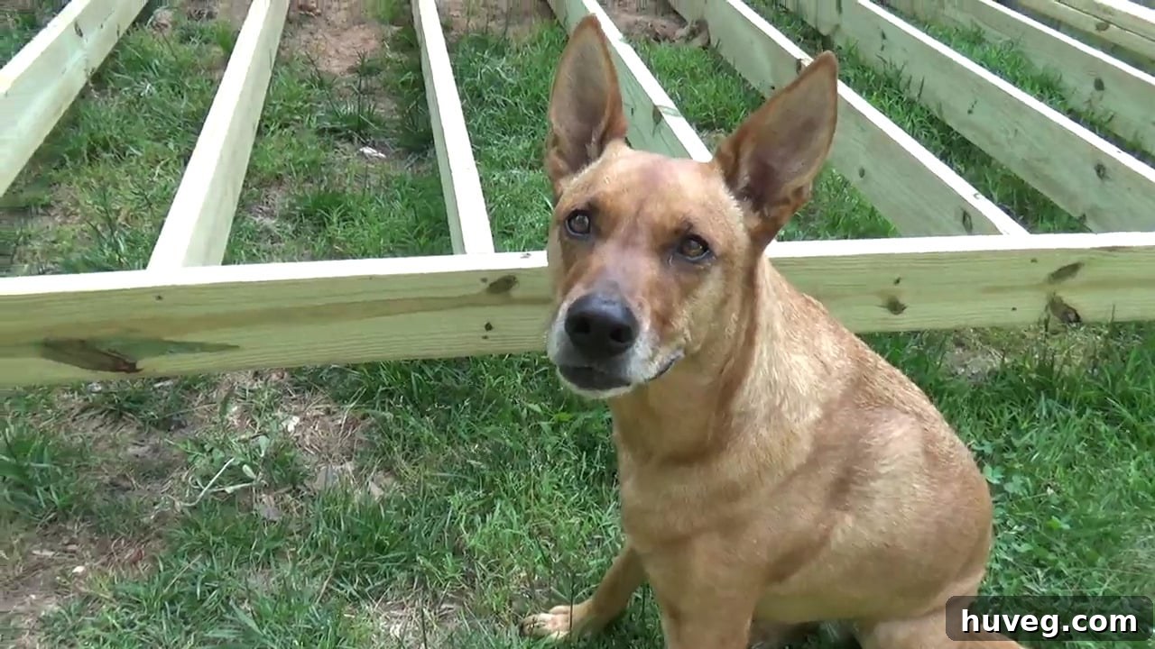 quick sneak peek of the new deck with charlie