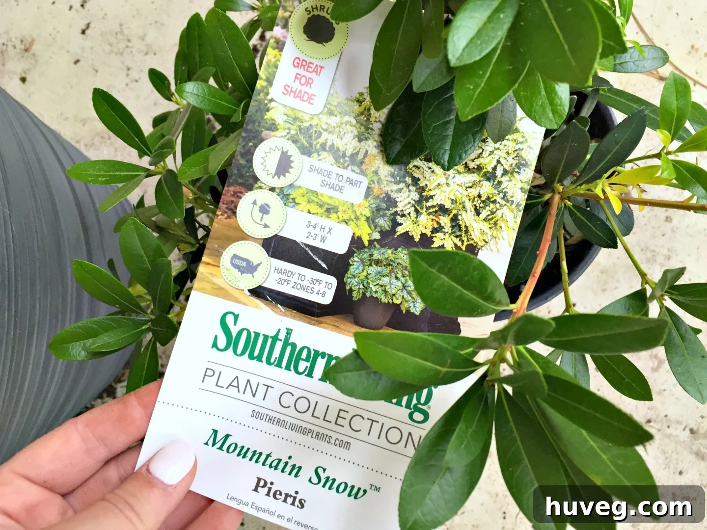 Southern Living Plant Collection Mountain Snow Pieris, an excellent shade-tolerant plant for containers