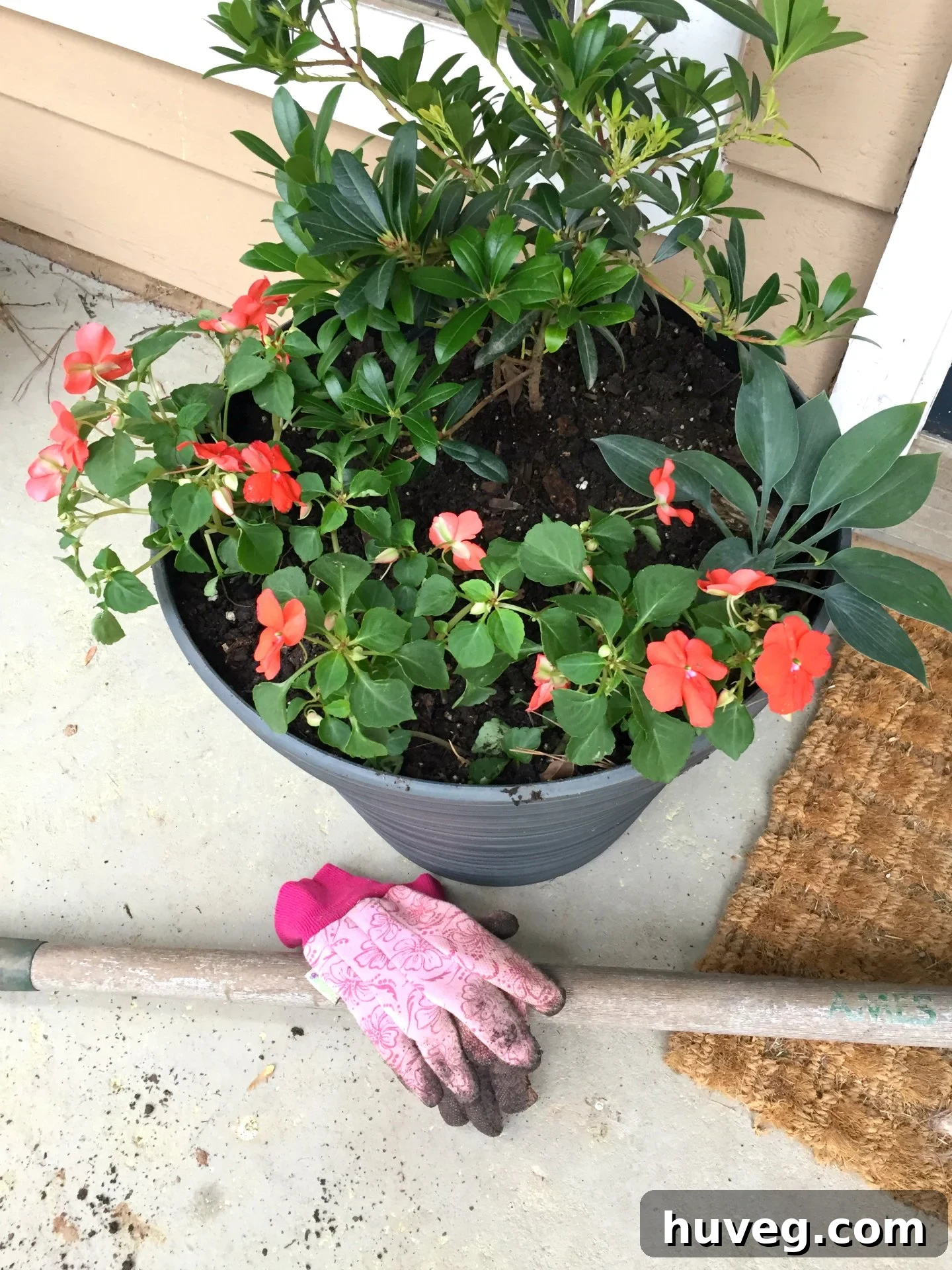 The rule of 3 for filling in a container garden for visual appeal