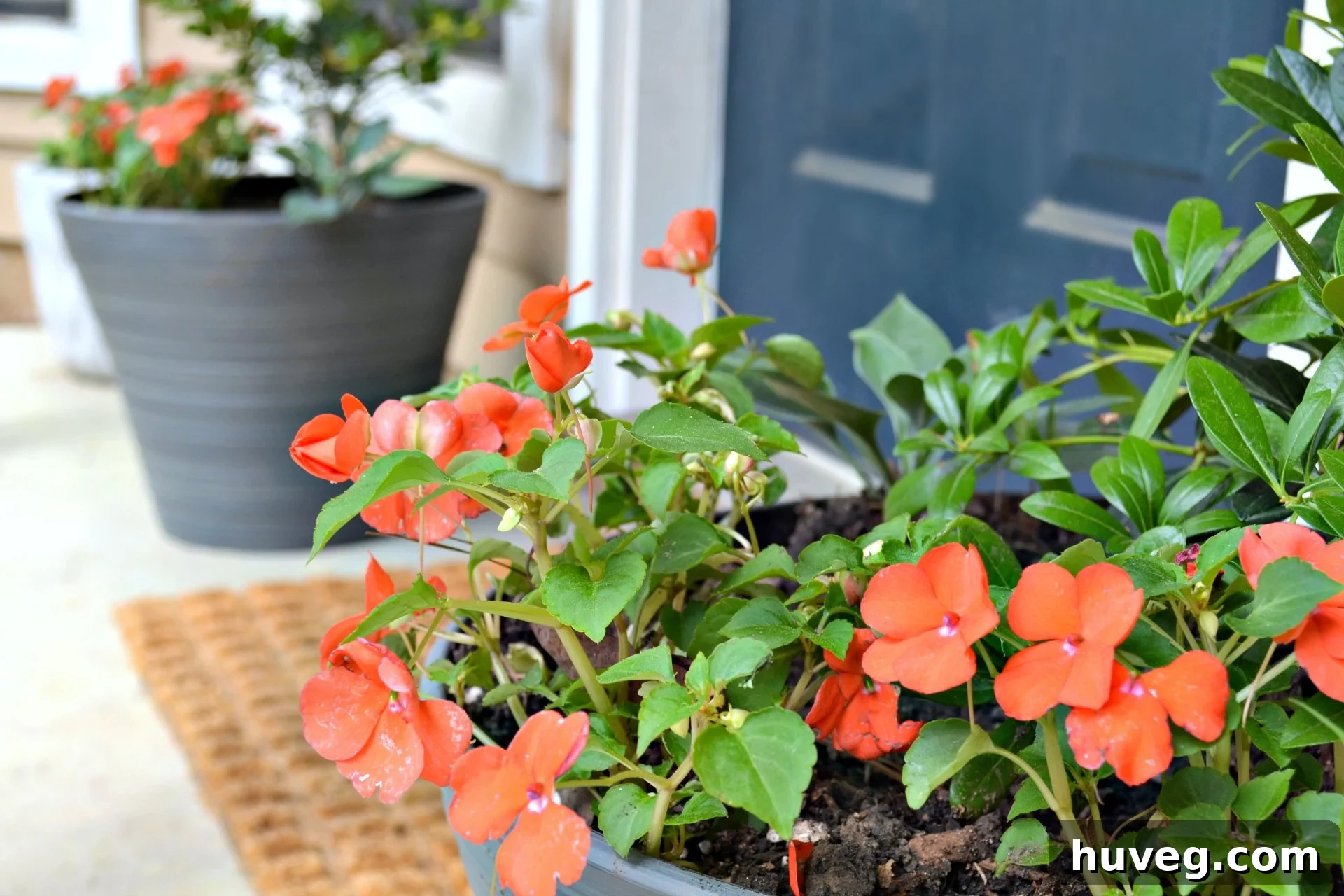 Beautifully arranged containers for a front porch, showcasing shade-loving plants