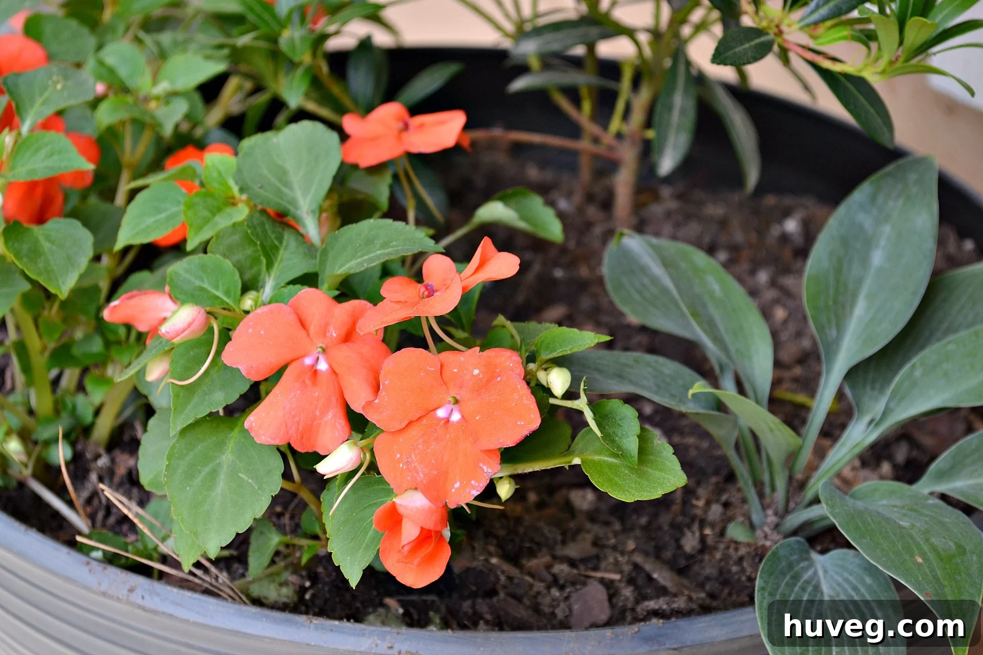 Closeup of vibrant impatiens in a front porch planter, showing colorful blooms